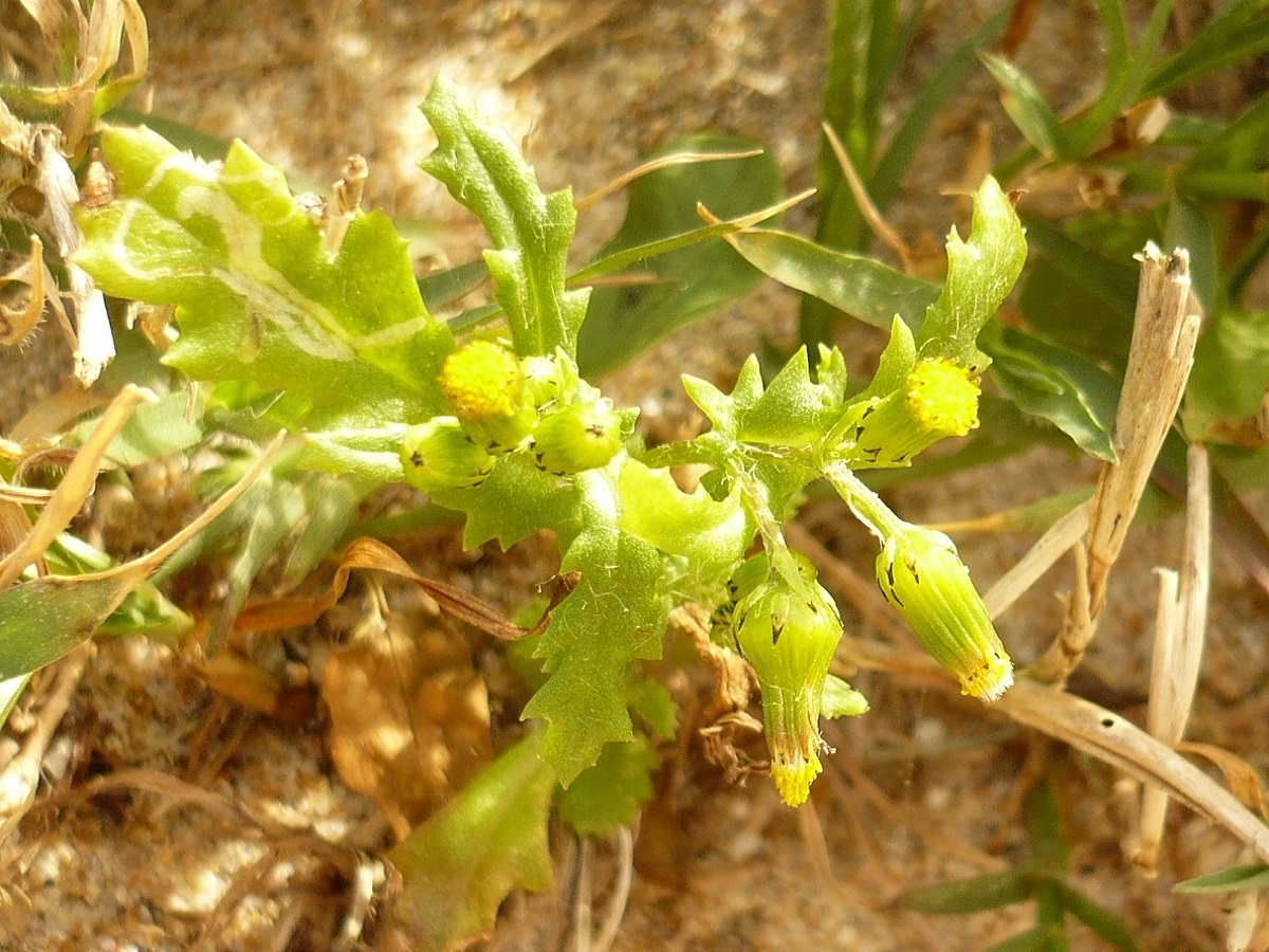 Senecio vulgaris subsp. denticulatus (Asteraceae)